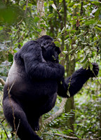 Gorilla #2