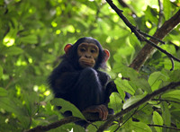 Baby Chimp at Kibale