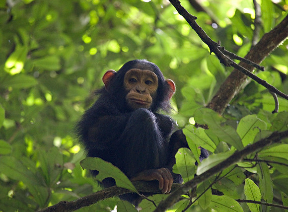 Baby Chimp at Kibale