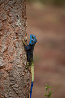 Agama Lizard