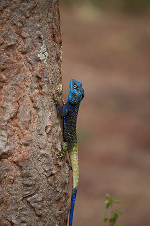 Agama Lizard