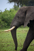 Elephant #1