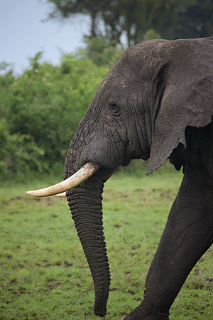 Elephant #1