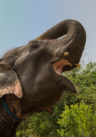 Asian Elephant