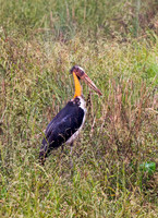 Adjutant Stork 1