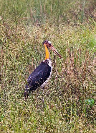 Adjutant Stork 1