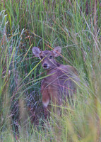 Barking Deer