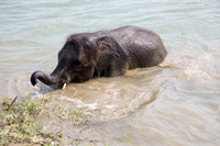 Baby Elephant Bathing