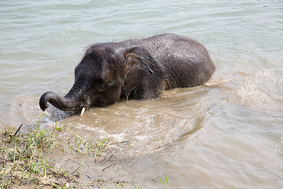 Baby Elephant Bathing