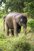 Baby Elephant