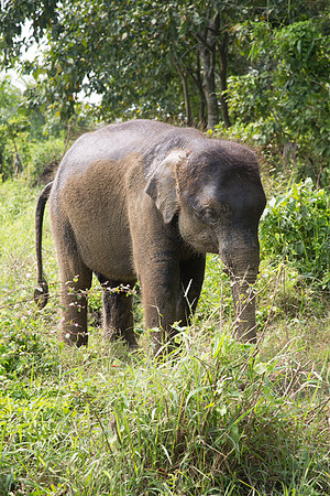 Baby Elephant