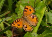 Butterfly 4