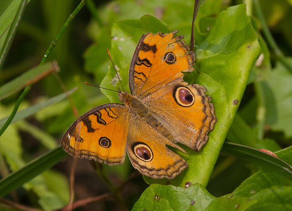 Butterfly 4