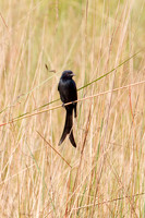 Black Drongo