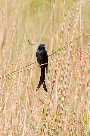 Black Drongo
