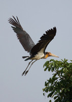 Adjutant Stork In Flight