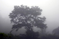Monteverde Cloud Forest