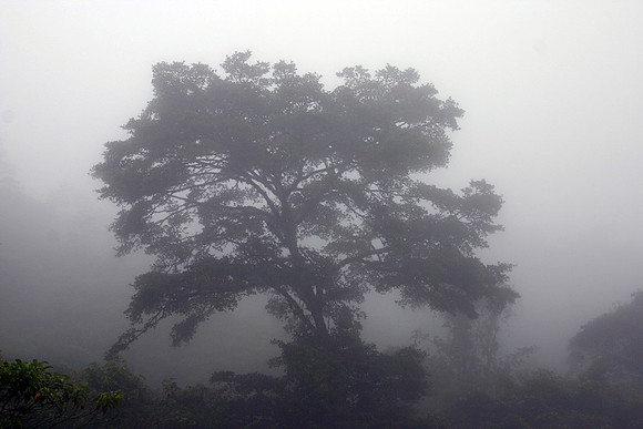 Monteverde Cloud Forest