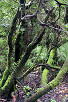 Mossy Trees at Poas