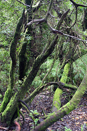 Mossy Trees at Poas