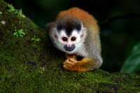 Squirrel Monkey