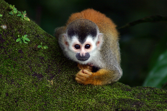 Squirrel Monkey