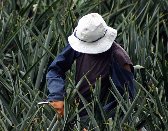 Pineapple Field