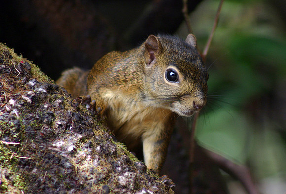 Variegated Squirrel