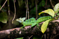 Basilisk Lizard