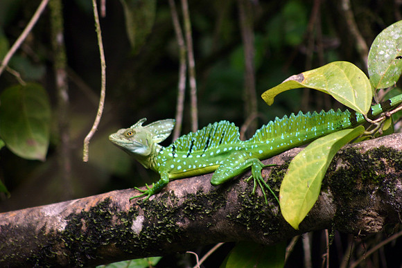 Basilisk Lizard