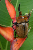 Rhino Beetle