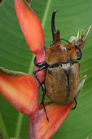 Rhino Beetle