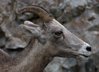 Bighorn Sheep #3
