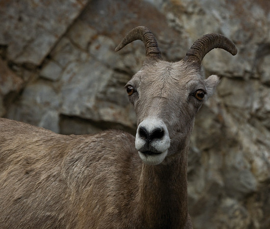 Bighorn Sheep #2