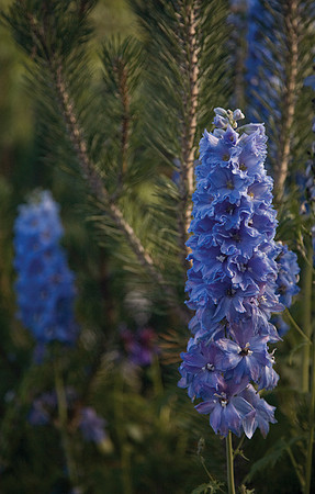 Wildflowers #3