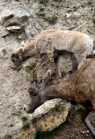 Bighorn Sheep and Calf #2