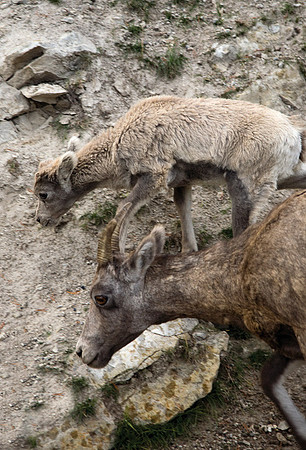 Bighorn Sheep and Calf #2