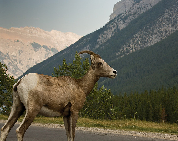 Bighorn Sheep #1