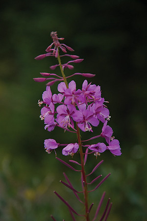 Wildflower