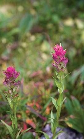 Wildflowers #1