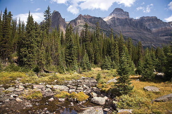 Lake O'Hara Trail #3