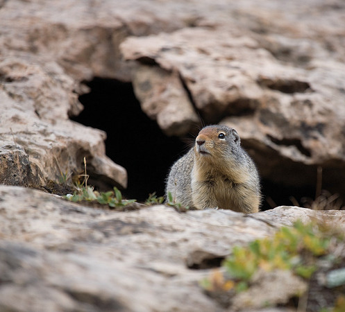 Ground Squirrel #1