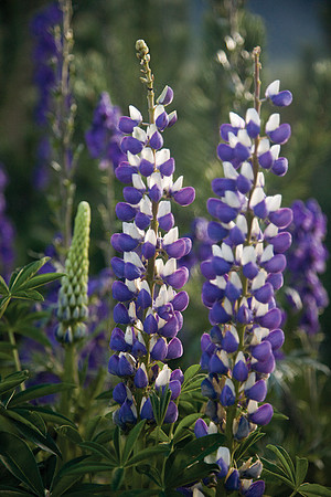 Wildflowers #2