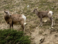 Bighorn Sheep and Calf