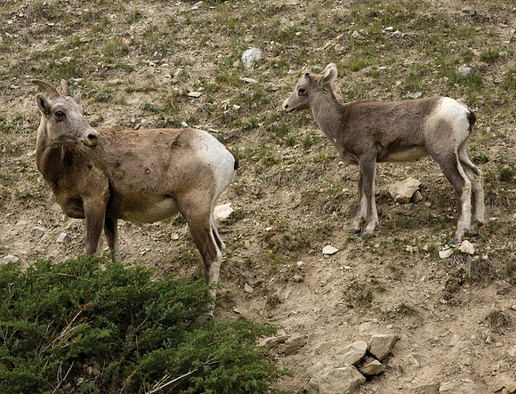 Bighorn Sheep and Calf