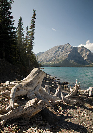 Driftwood at Lower Kananaskis