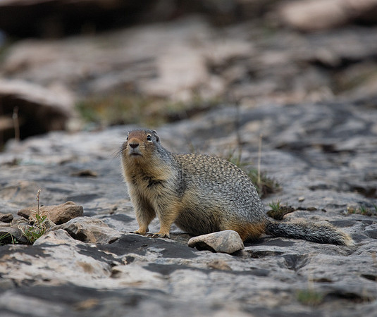 Ground Squirrel #2