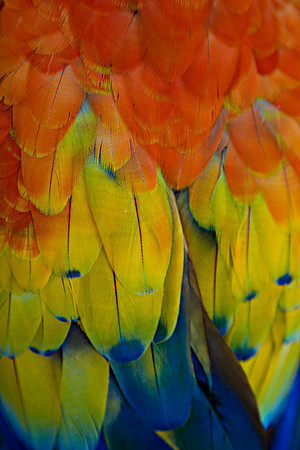 Macaw Feathers #2