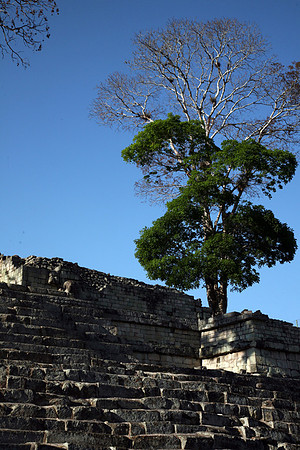 Copan Ruins #9