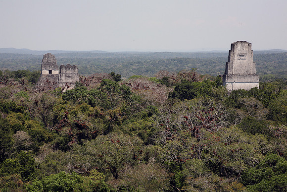 Tikal #19